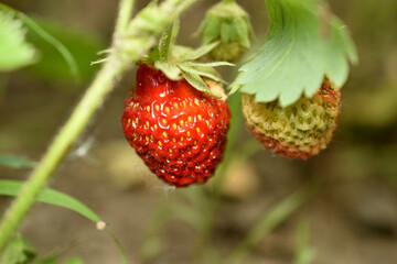 Ripe strawberries on the stem of a bush.