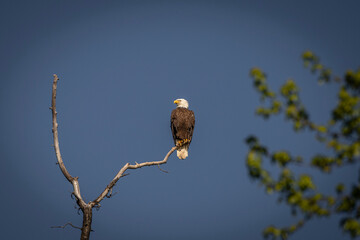 Bald Eagle perched on a dead tree