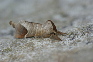 Detailed close up of the chocolate-tip moth, Clostera curtula on wood