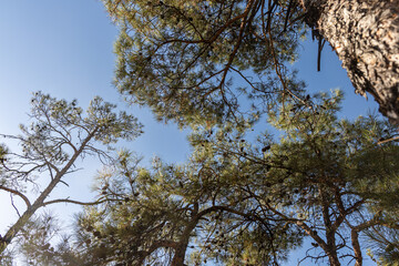 Beautiful big green pine trees with cones are on the blue sky background