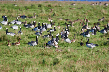 Weißwangengans oder Nonnengans (Branta leucopsis) und Pfeifeneten an der Ostsee im Herbst  © Karin Jähne