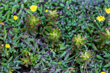 多肉植物と小さな黄色い花の背景