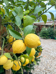 closeup ripe lemon fruits on tree