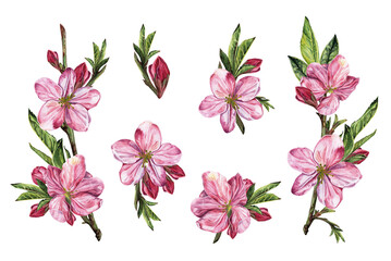 Fototapeta premium Spring botanical set of cherry blossom flowers and branches, hand painted watercolor elements for invitations, prints, wallpapers on white
