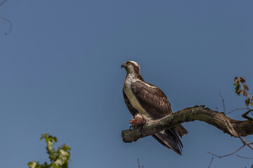 Male Osprey with a fish on a tree branch