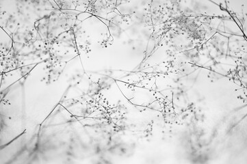Black and white photography. Soft natural plant background. Branches of baby breath flowers...