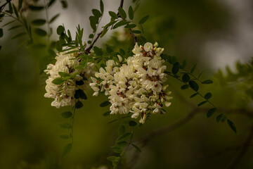 Wild flowers along the trail in Virginia