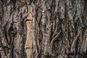 close-up of tree bark texture, macro photography