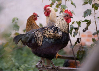 beautiful chickens and roosters outdoors in the yard.