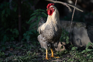 beautiful chickens and roosters outdoors in the yard.