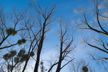 tall trees on the background of the blue sky