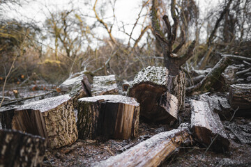 many cut trees in the forest for firewood