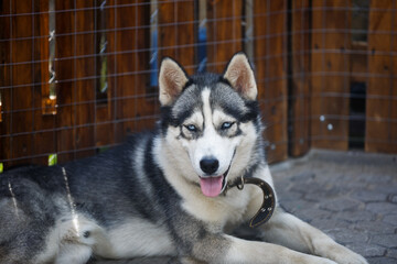 Siberian husky. Dog looking at the camera.