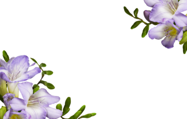 Purple freesia flowers and buds in a corner floral arrangements isolated on white or transparent background