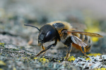 Closeup on a Mediterranean golden haired mason bee, Osmia aurulenta