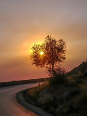 Silhouette of a tree in front of a sunset at next to a paved road
