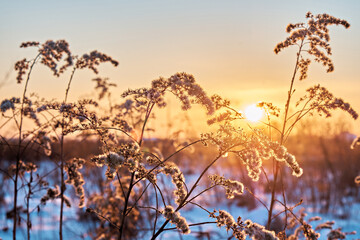 Fototapeta na wymiar Dry ragweed grass, close-up at evening sunset. Winter theme