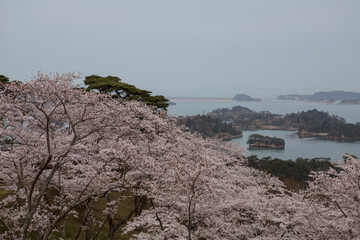 Cherry blossom festival in Japan