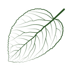 Green leaf ecology nature element vector icon.
Vector decorative botanical plant graphic isolated element. Organic eco symbol design