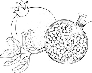 Whole and half pomegranate with leaves. Vector illustration in hand drawn sketch doodle style. Line art botanical natural ingredient for juice isolated on white. Close up fruit. Coloring book page