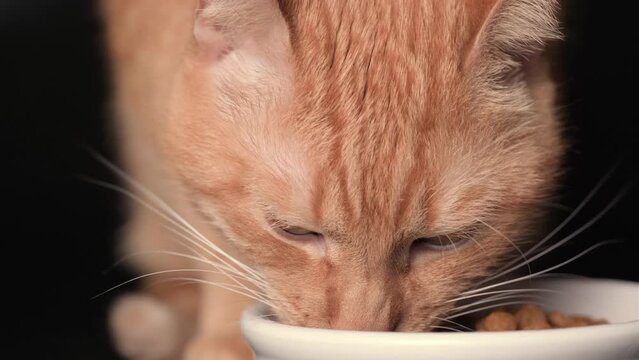 Ginger cat eats cat food from a white bowl on a black background