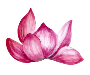 Watercolor hand drawn illustration of lotus flower isolated on a white background.
