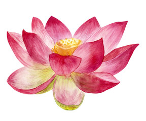 Watercolor illustration of blooming lotus flower isolated on a white background.