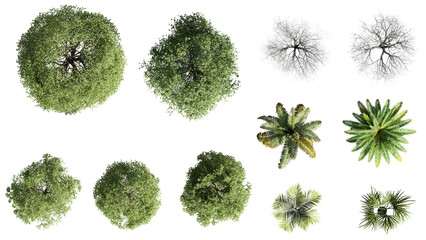set of trees rendered from the top view, 3D illustration, for digital composition, illustration, 2D plans, architecture visualization