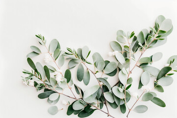 Eucalyptus Stem Background - Fresh green eucalyptus stems against a bright white backdrop - Generative AI technology