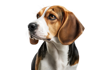 Beagle dog isolated on white, generative ai , PNG	
