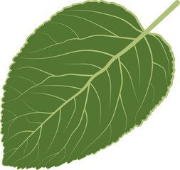 Green leaf ecology nature element  icon.
Decorative botanical plant graphic isolated element. Organic eco symbol design