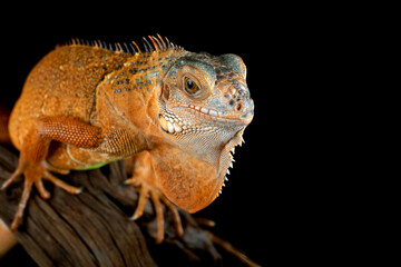 Beautiful Red Iguana isolated on black background.