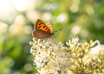 piękny pomarańczowy motyl na zielonym tle na białym kwiatku w ogrodzie w promieniach słońca latem 