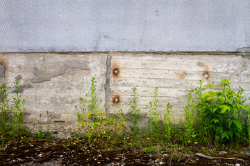 Urban grungy concrete wall with green grass