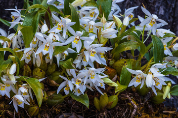 Coelogyne nitida(Wall. Mss.)Lindl., Beautiful rare wild orchids in tropical forest of Thailand.