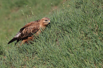 Portrait of a Long-legged Buzzard on a grass covered hill
