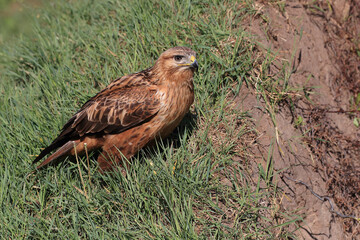Portrait of a Long-legged Buzzard on a grass covered hill
