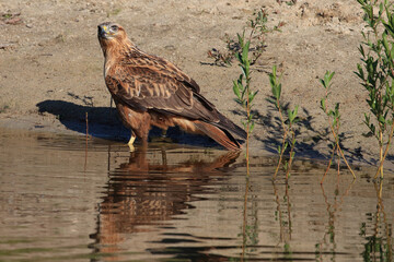 Portrait of a Long-legged at the edge of a lake
