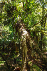 Palm trees and ferns at Coromandel Peninsula island New Zealand