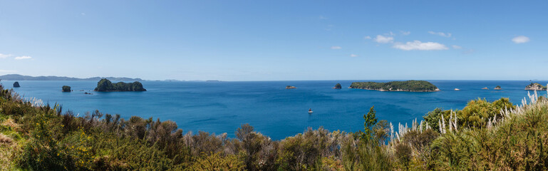 Palm trees and ferns at a beach at Coromandel Peninsula island New Zealand