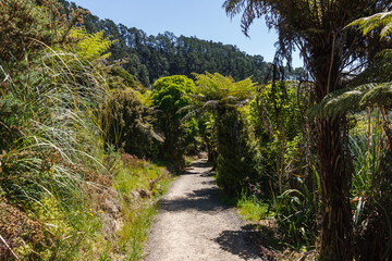 Palm trees and ferns at Coromandel Peninsula island New Zealand