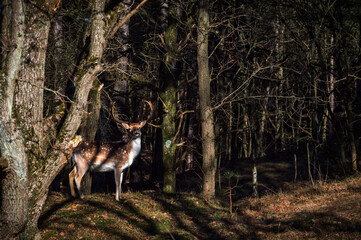 A young stag in the woods