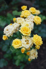 Yellow rose bush in the summer garden