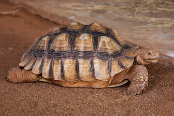 Clouse-up of a Angonoka or Ploughshare Tortoise.