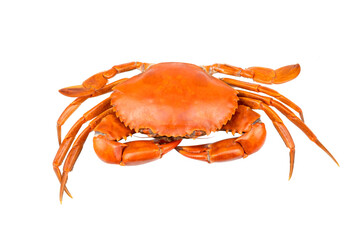 Scylla serrata. Mud crab isolated on white background. Fresh ripe materials for seafood restaurant concept. Live giant mud crab with big claw. top view