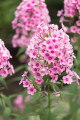 Pink phlox is blooming in the summer garden
