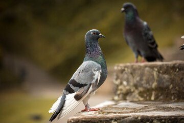 pigeon in the city