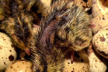 Newly hatched quail eggs.  Kharkov, Ukraine