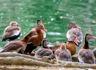Black-bellied whistling ducks cutting up next to the lagoon in Audubon Park in New Orleans