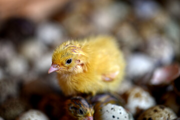 Newly hatched quail eggs.  Kharkov, Ukraine